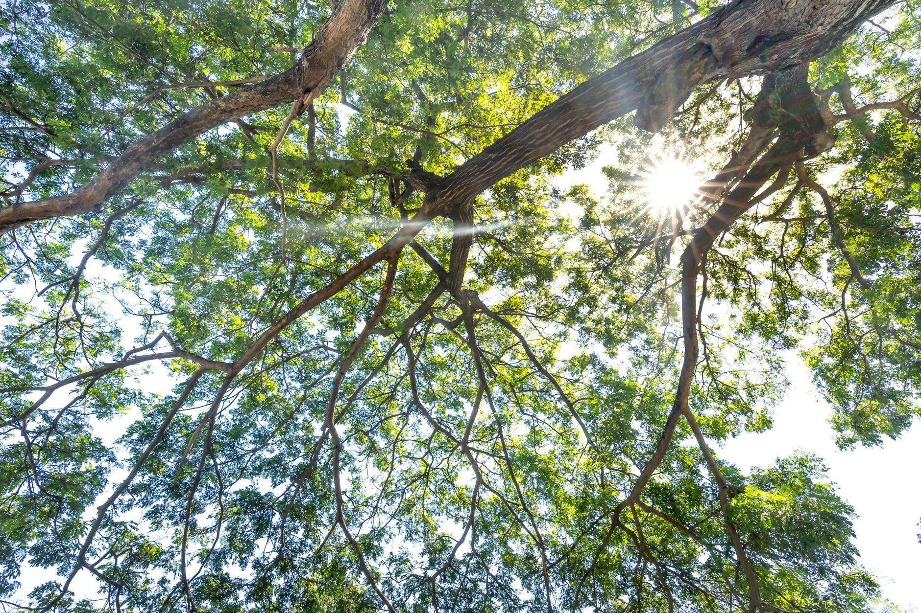 low angle photography of green leaf tree